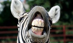 Oil pulling – effective remedy for oral hygiene?